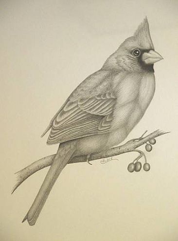 Cardinal Bird Drawings on Cardinal   By Carol Andre