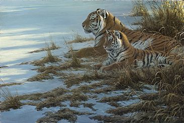 Siberian Clearing - Siberian tiger by Robert Bateman