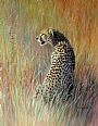 Facing a New Day - Cheetah at first Light, Serengeti, Tanzania by Angela Drysdale (2)