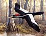 Elusive Ivory-Search Team Edition - Ivory-billed Woodpecker by Larry Chandler (2)