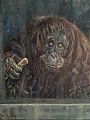 Those Quiet Evenings In - Orangutan (female) by Gregory Wellman (2)