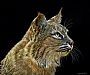 Bobcat - Bobcat by Rick Wheeler (2)