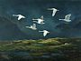 Whooper Swans - Whooper Swan by Hans Kappel (2)