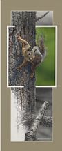 Backyard Encounters - Squirrel - Squirrel by David Kitler (2)
