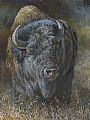 Thunder King - American Bison by Laura Mark-Finberg (2)