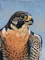 Ready To Hunt- Peregrine - Peregrine Falcon by Leslie Kirchner (2)
