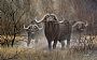 early morning encounter - buffalo by Graham Jahme (2)