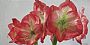 Amaryllis - Floral by Sheila Ballantyne (2)