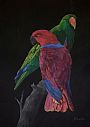 Eclectus Parrots - Eclectus Parrots by Pete Marshall (2)