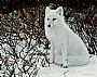 Bushytail - Arctic Fox by Edward Spera (2)