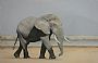 Amboseli Dry Season - African Elephant by Edward Hobson (2)