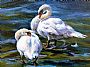 Preening Swans - A pair of swans by RoseMarie Condon (2)