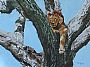 Sentinel (Sold) - African Lion in Tree by Theresa Eichler (2)