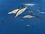 Common Dolphins - common dolphins cruising the coral sea by Barry Ingham (2)