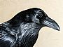 Raven - Raven by Julia Hargreaves (2)