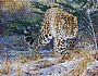 Locked and Loaded - Amur Leopard by Michelle McCune (2)
