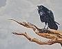 Bristlecone Raven - Raven on a Bristlecone Pine branch by Chris Frolking (2)