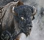The Power and The Glory. - North American Bison. by David Prescott (2)