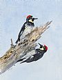 Acorn Woodpeckers - Pair of Acorn Woodpeckers by Larry McQueen (2)