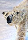 Staredown - Polar Bear by Barry Bowerman (2)