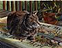 What peace there is (sold) - cat by LaVerne Hill (2)