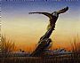 Eagle Totem - Bald Eagle by Kim Middleton (2)