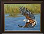 Master in action - African Fish Eagle by Ilse de Villiers (2)