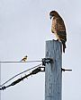 The Hawk and the Goldfinch - Redtail Hawk / Goldfinch by Marti Millington (2)