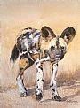 Wild Dog Puppy - African wild dog endangered by Linda DuPuis-Rosen (2)
