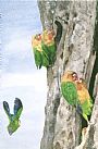 Lovebirds of Tanzania  - Fischer's lovebirds are from Tanzania by Linda DuPuis-Rosen (2)