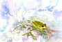Eastern stony creek frog - Litoria wilcoxii by Laura Grogan (2)