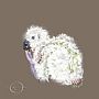 Kakapo Chick  - kakapo chick by Pat Latas (2)