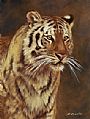 Tiger Portrait - Wildlife by Phyllis Frazier (2)