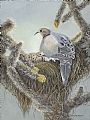 Desert Blooms - Nesting Mourning Dove and chick by Patricia Mansell (2)