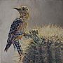 Gila - Gila woodpecker by Patricia Griffin (2)