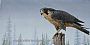 Peregrine Falcon - Peregrine Falcon by Valerie Rogers (2)