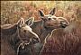 Nosing Around - Moose (Alces alces) by Colette Theriault (2)
