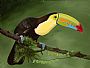 Keel-billed Toucan - Keel-billed Toucan by Lynn Erikson (2)