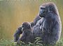 Salome and Komale - Western lowland gorilla by Susan Jane Lees (2)