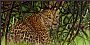 A Leopard in Bandipur - Oil painting of a Male Leopard by Sunita Dhairyam (2)