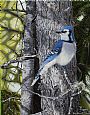 Forest Veil - Bluejay - Bluejay by Ron Plaizier (2)