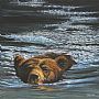 Coming Your Way - Swimming bear by Joyce Trygg (2)