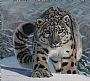 Targeted Approach - Snow Leopard by Caroline Brooks (2)