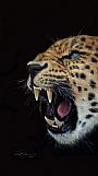 Amur Leopard - Amur Leopard by Susan Shimeld (2)
