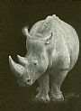 White Rhino - Southern White Rhinocerus by Susan Shimeld (2)