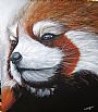 Ped Panda -  Red Panda by Ajoy Rai (2)