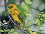 Blush! - Western Tanager by Cher  Anderson  (2)