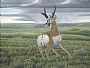 Navigation - Pronghorn - Pronghorn Antelope by Colin Starkevich (2)