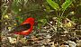 The Scarlet Tanager - Scarlet Tanager by Gery van der Kelen (2)