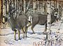 Aspen Encounter - Mule Deer - Mule Deer in the snowy aspens by Maria Ryan (2)